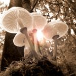 Mushroom Management