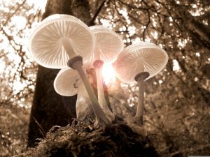 Mushroom Management